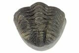 Wide, Enrolled Pedinopariops Trilobite - Mrakib, Morocco #125114-2
